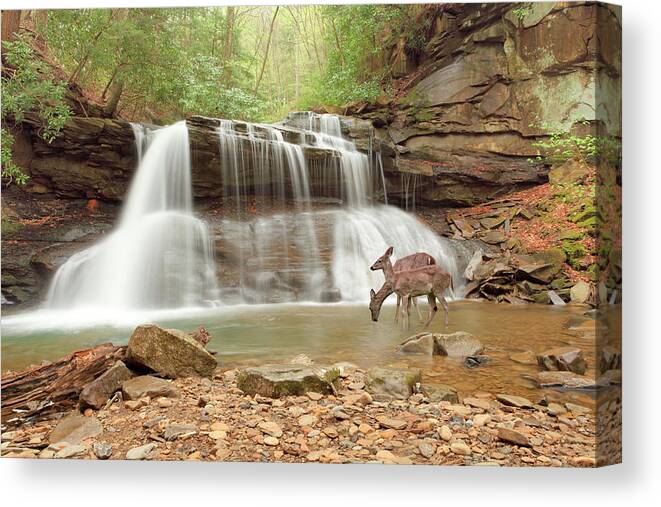 Deer Canvas Print featuring the photograph Two Deer At Holly River Falls, West Virginia ?09 by Monte Nagler