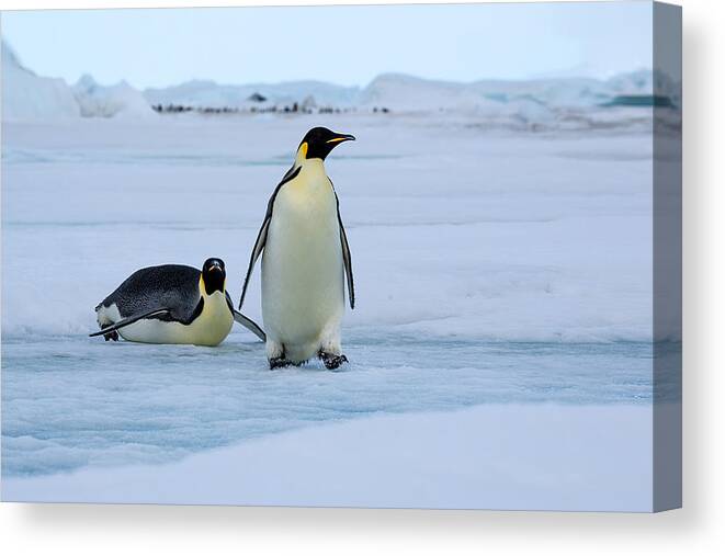 Nature Canvas Print featuring the photograph Two Emperor Penguins by Siyu And Wei Photography