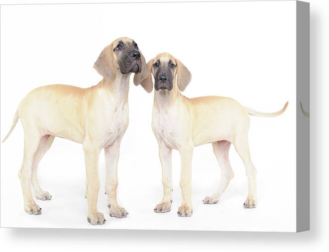 Pets Canvas Print featuring the photograph Two Great Danes by Studio 504