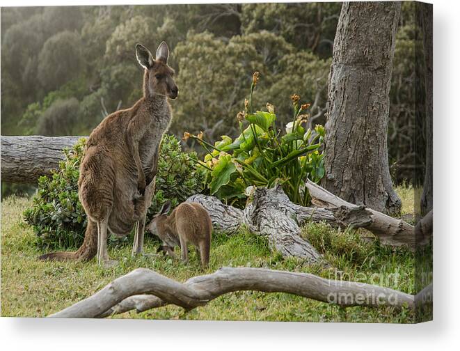 Small Canvas Print featuring the photograph Two Grey Kangaroos In Australian by Mastersky