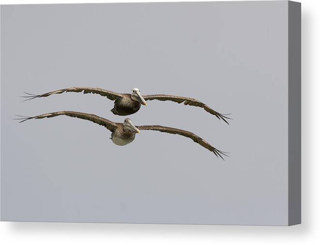 Mp Canvas Print featuring the photograph Two Pelicans Over Monterey Bay by Sebastian Kennerknecht