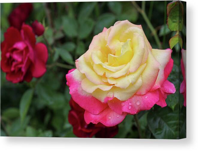 Rose Canvas Print featuring the photograph Two Tone Beauty by Mary Anne Delgado