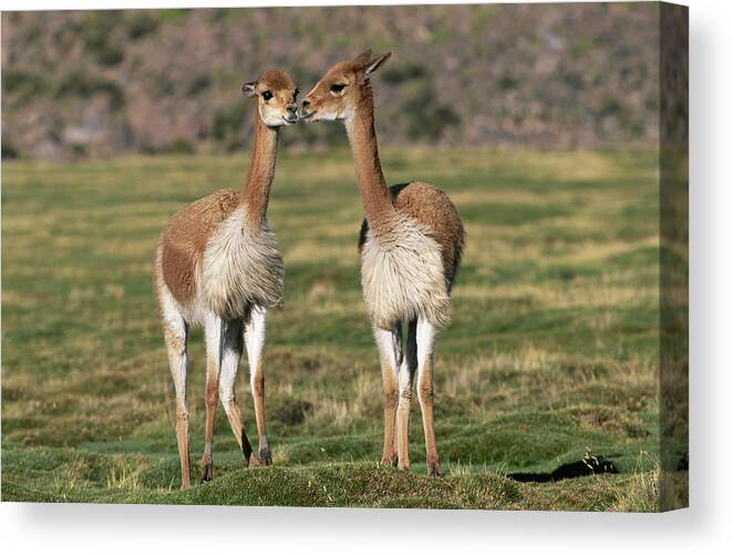 Animal Themes Canvas Print featuring the photograph Two Vicunas Vicugna Vicugna Nuzzling by Art Wolfe