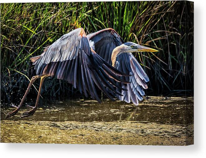 Birds Canvas Print featuring the photograph Under Cover by Ray Silva