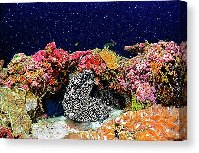 Underwater Canvas Print featuring the photograph Under The Star by Roberto Marchegiani