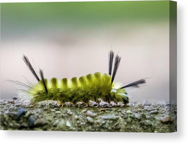 Caterpillar Canvas Print featuring the photograph Underfoot by Terri Hart-Ellis
