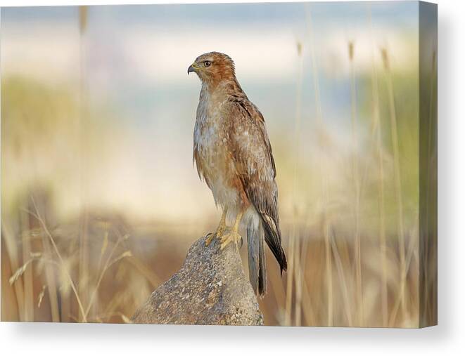 #avian#raptor#autumn#rock#dangerous#longleggedbuzzard#outdoors#wild# Canvas Print featuring the photograph Untitled by Avi Hirschfield