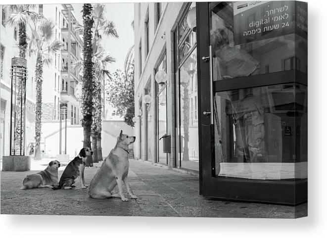Dog Canvas Print featuring the photograph Untitled by Shay Lev Ari