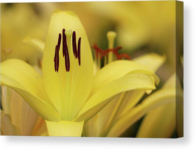 Day Lily Canvas Print featuring the photograph Upstanding Elegance by Mary Anne Delgado