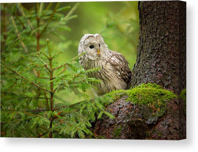 Owl Canvas Print featuring the photograph Ural Owl by Milan Zygmunt