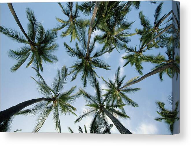 Big Island Canvas Print featuring the photograph Usa, Hawaii, Big Island, Palm Trees by Paul Souders