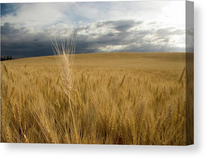 Scenics Canvas Print featuring the photograph Usa, Idaho, Moscow, Wheat Field by Steve Lewis Stock