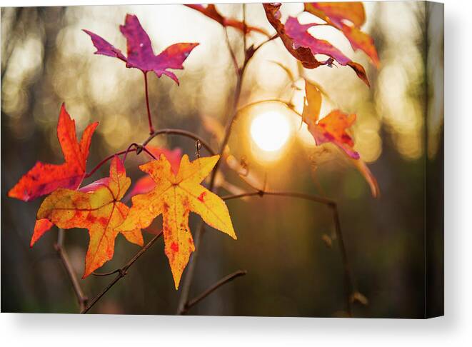 North Carolina Canvas Print featuring the photograph Usa, North Carolina, Autumn Leaves by Tetra Images