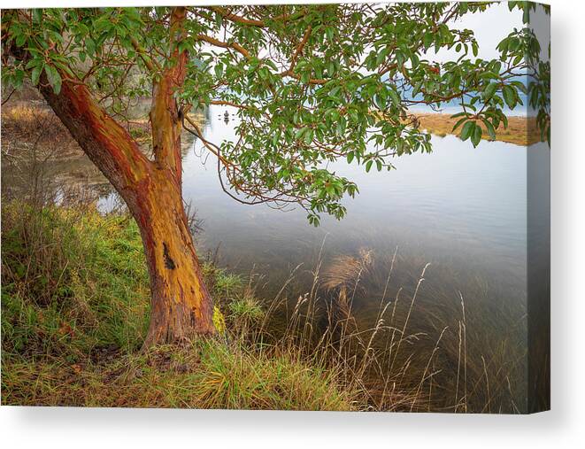 Agua Canvas Print featuring the photograph USA, Washington State, Holly by Jaynes Gallery