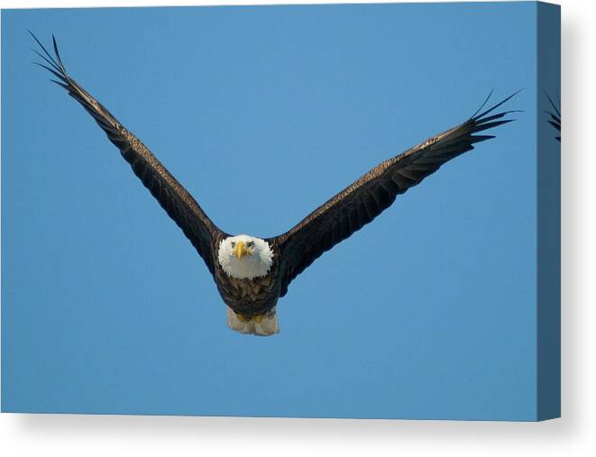 Eagle Canvas Print featuring the photograph V by Steve Stuller