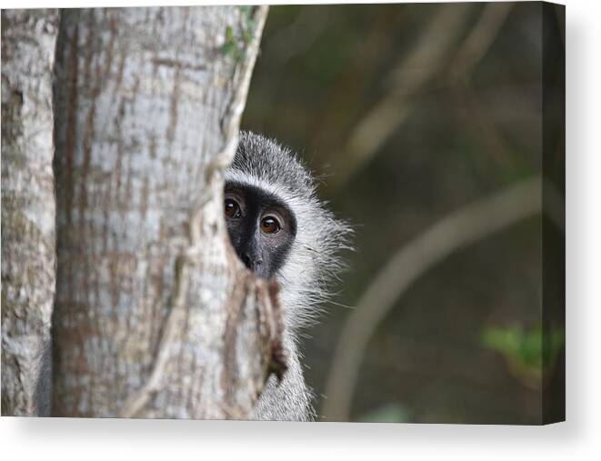 Vervet Canvas Print featuring the photograph Vervet Monkey, South Africa by Ben Foster