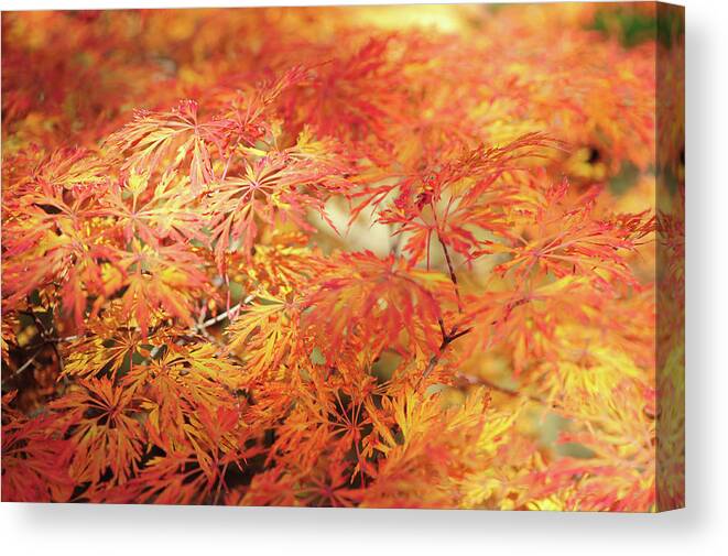 Jenny Rainbow Fine Art Photography Canvas Print featuring the photograph Vibrant Glimpses Of Autumn. Acer Palmatum Filigree 1 by Jenny Rainbow