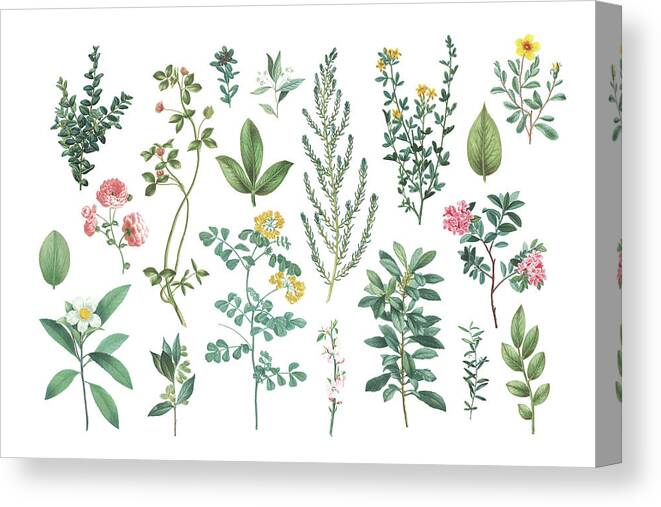 Azaleas Canvas Print featuring the mixed media Victorian Garden Bright IIi by Wild Apple Portfolio