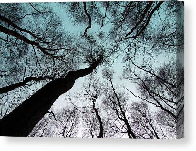 Tranquility Canvas Print featuring the photograph View Upward Into Tree Canopy by Lucys28