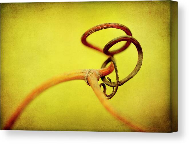 Photography Canvas Print featuring the photograph Vine Curl 2 by Jessica Rogers