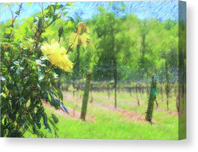 Vineyard Canvas Print featuring the photograph Vineyard Yellow Roses In Spring 3 by Cathy Lindsey