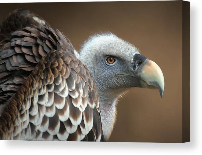 Spain Canvas Print featuring the photograph Vulture by Jimmy Hoffman