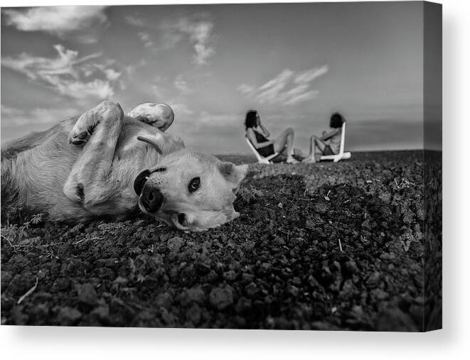 Cute Canvas Print featuring the photograph Waiting Patiently by Avi Morag