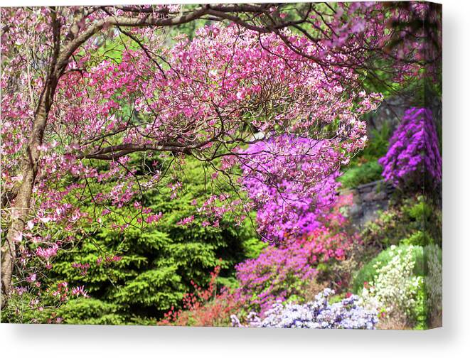 Jenny Rainbow Fine Art Photography Canvas Print featuring the photograph Walk in Spring Eden. Pink Branch by Jenny Rainbow