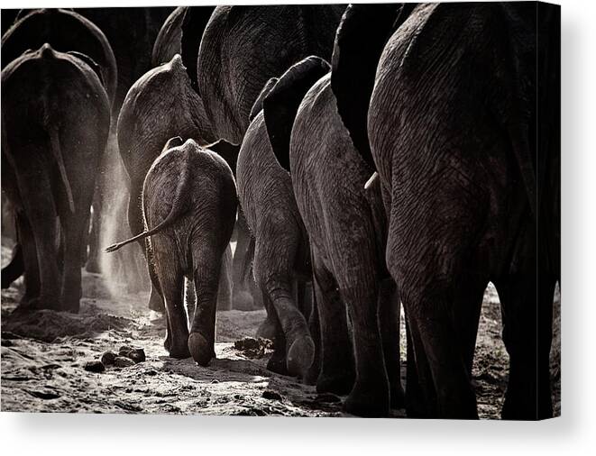 Elephant Canvas Print featuring the photograph Walking Home by Ben Mcrae