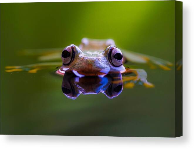  Canvas Print featuring the photograph Wallace Flying Frog by Andi Halil