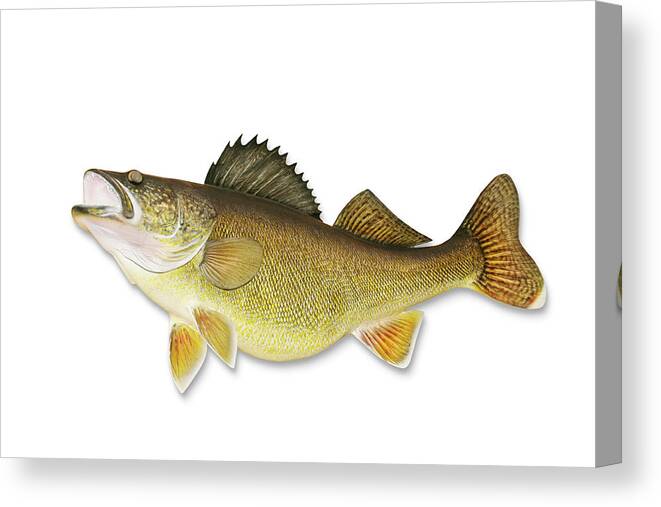 White Background Canvas Print featuring the photograph Walleye With Clipping Path by Georgepeters
