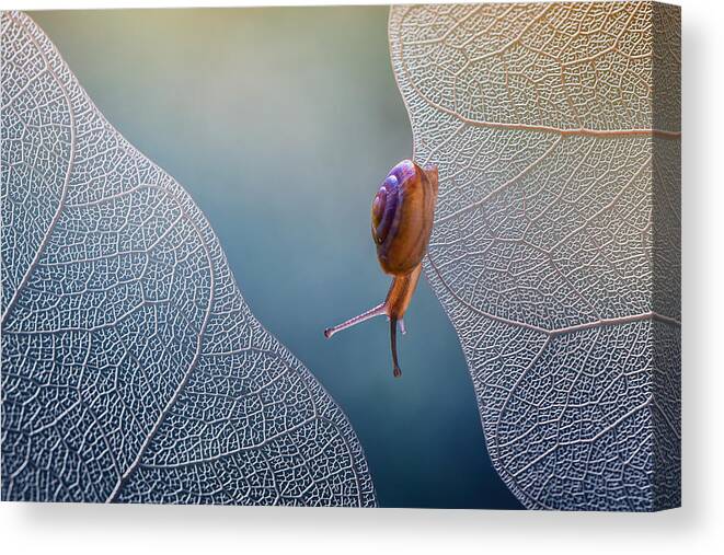 Snail Canvas Print featuring the photograph Want To Cross by Ahmad Baihaki