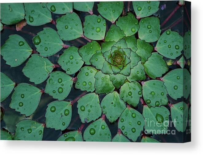 Natural Pattern Canvas Print featuring the photograph Water Chestnut Trapa Natans Spiral by Duc Tran