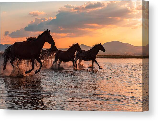 Horse Canvas Print featuring the photograph Water Horses by Barkan Tekdogan
