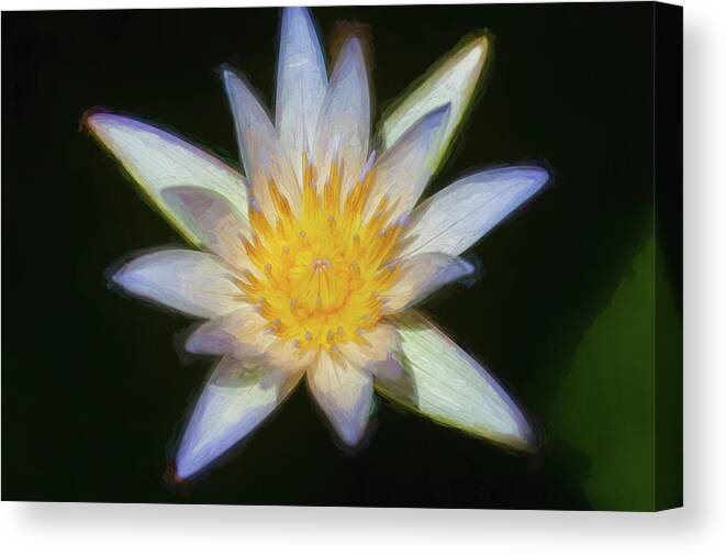 Water Lily Canvas Print featuring the photograph Water Lily 101 by Rich Franco