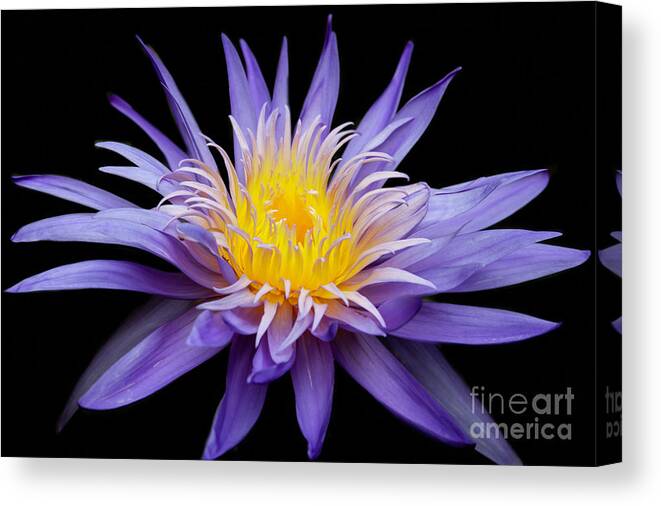 Spring Canvas Print featuring the photograph Water Lily Spiky and Purple by Sabrina L Ryan