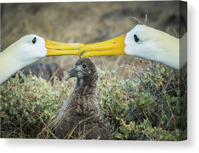 Albatross Canvas Print featuring the photograph Waved Albatrosses Billing Near Chick by Tui De Roy