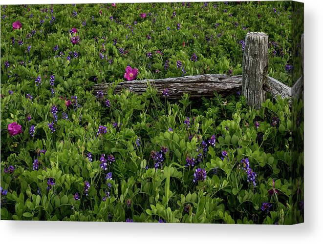 Wood Canvas Print featuring the photograph Weathered Fence by Vicky Edgerly