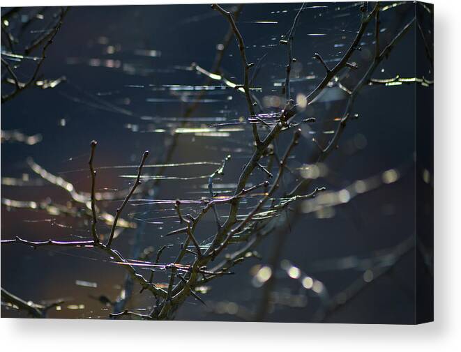 Spider Webs Canvas Print featuring the photograph Web Dance by Lisa Burbach