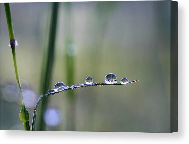 Refraction Canvas Print featuring the photograph Welcome To My World by Diane Hallam
