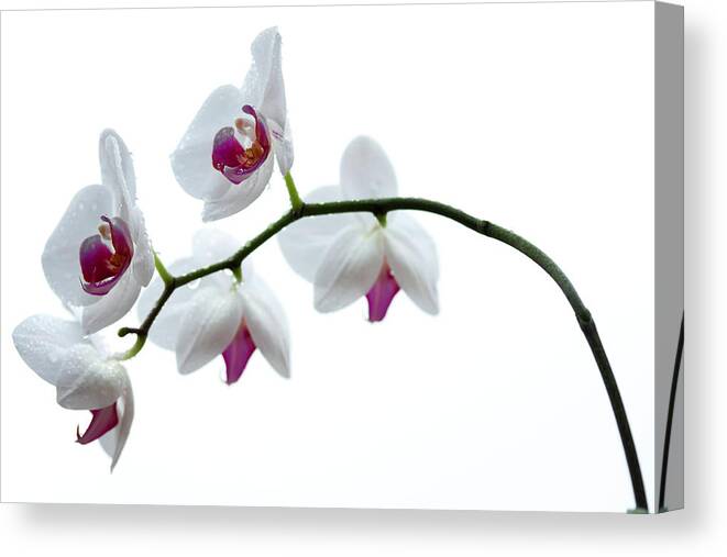 White Background Canvas Print featuring the photograph Wet Orchid Focus On Flowers by Republica