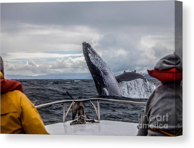 Pets Canvas Print featuring the photograph Whale Jump by Alexey Mhoyan