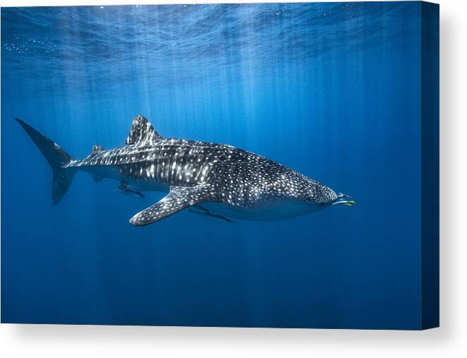 Shark Canvas Print featuring the photograph Whale Shark In The Blue by Barathieu Gabriel