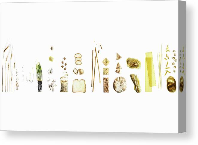 White Background Canvas Print featuring the photograph Wheat Dissection Shown In Many Uses And by Maren Caruso