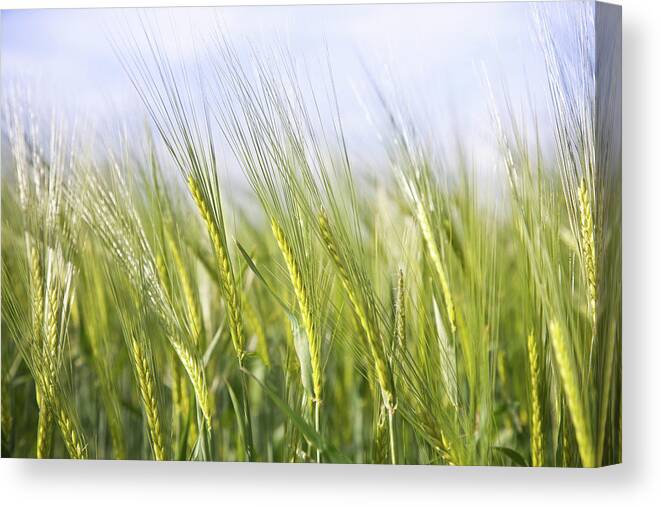 Scenics Canvas Print featuring the photograph Wheat Field by Peter Chadwick Lrps
