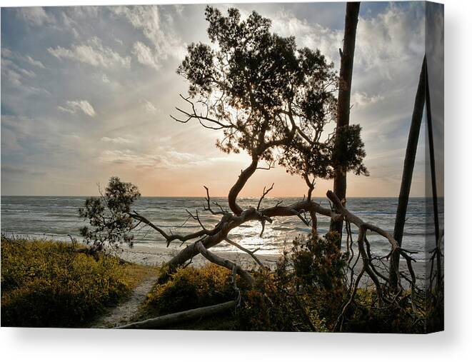 Fischland-darss-zingst Canvas Print featuring the photograph Where the Darss-Forest meets the Baltic Sea by Joachim G Pinkawa