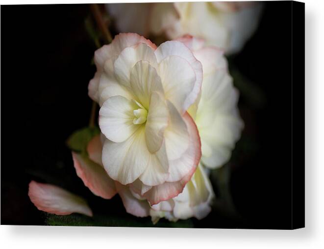 White Begonia Canvas Print featuring the photograph White Begonia by Shelby Erickson