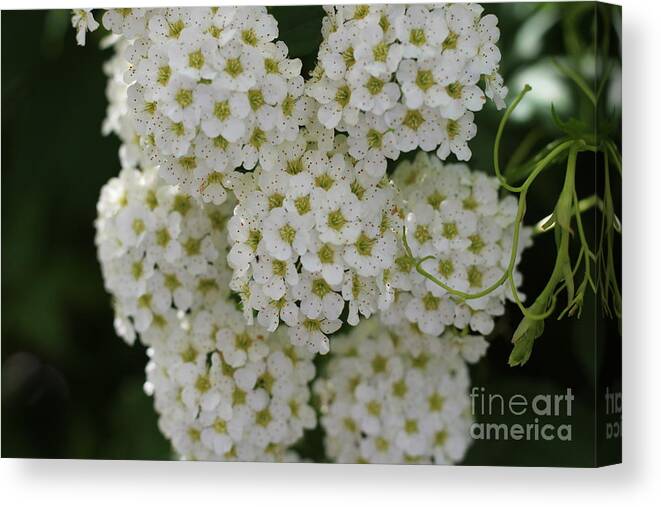 White Bliss Canvas Print featuring the photograph White Bliss by Barbra Telfer