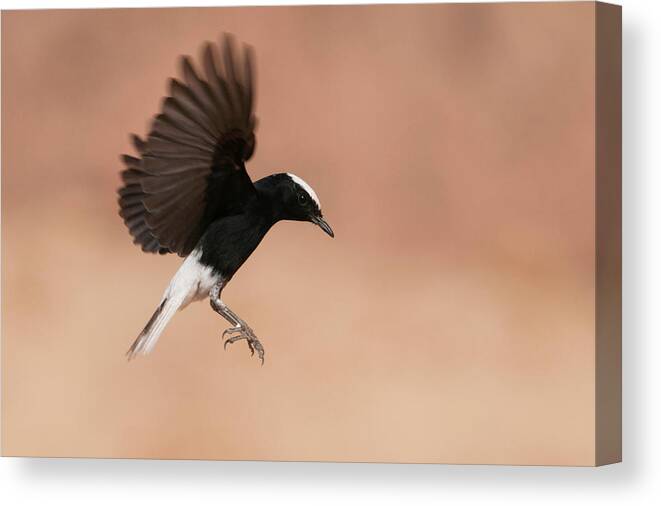 Eilat Canvas Print featuring the photograph White Crowned Wheatear by Dorit Bar-zakay