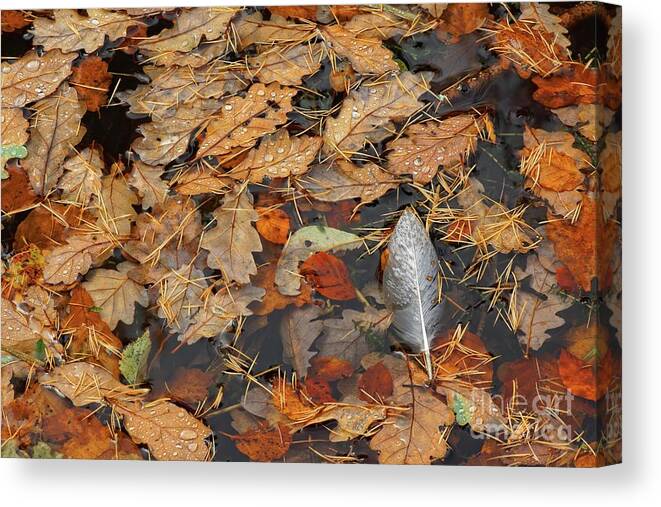 Feather Canvas Print featuring the photograph White Feather by David Birchall